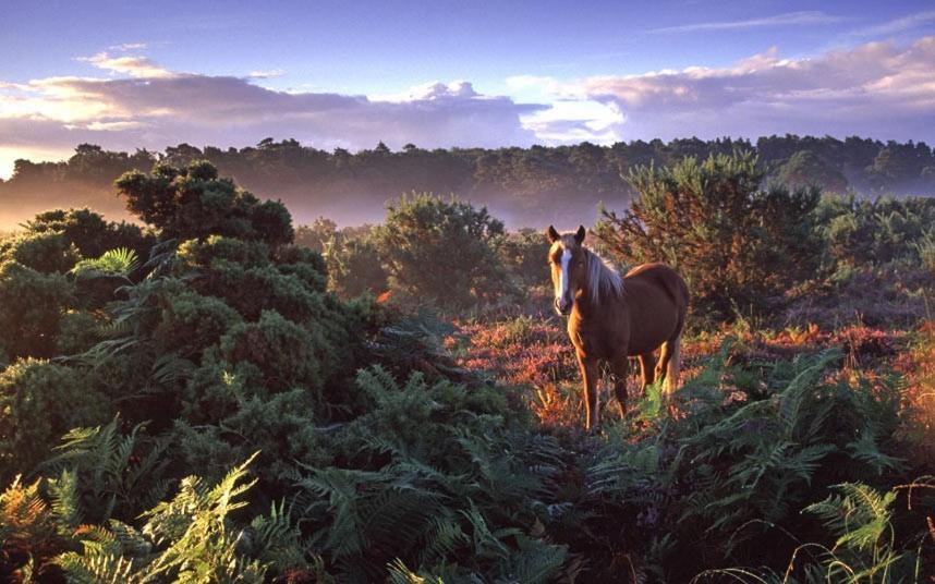 The Knightwood Oak A Luxury King Size En-Suite Space - Lymington New Forest With Totally Private Entrance - Key Box Entry - Free Parking & Private Outdoor Seating Area - Town ,Shops , Pubs & Solent Way Walking Distance & Complimentary Breakfast Items Luaran gambar